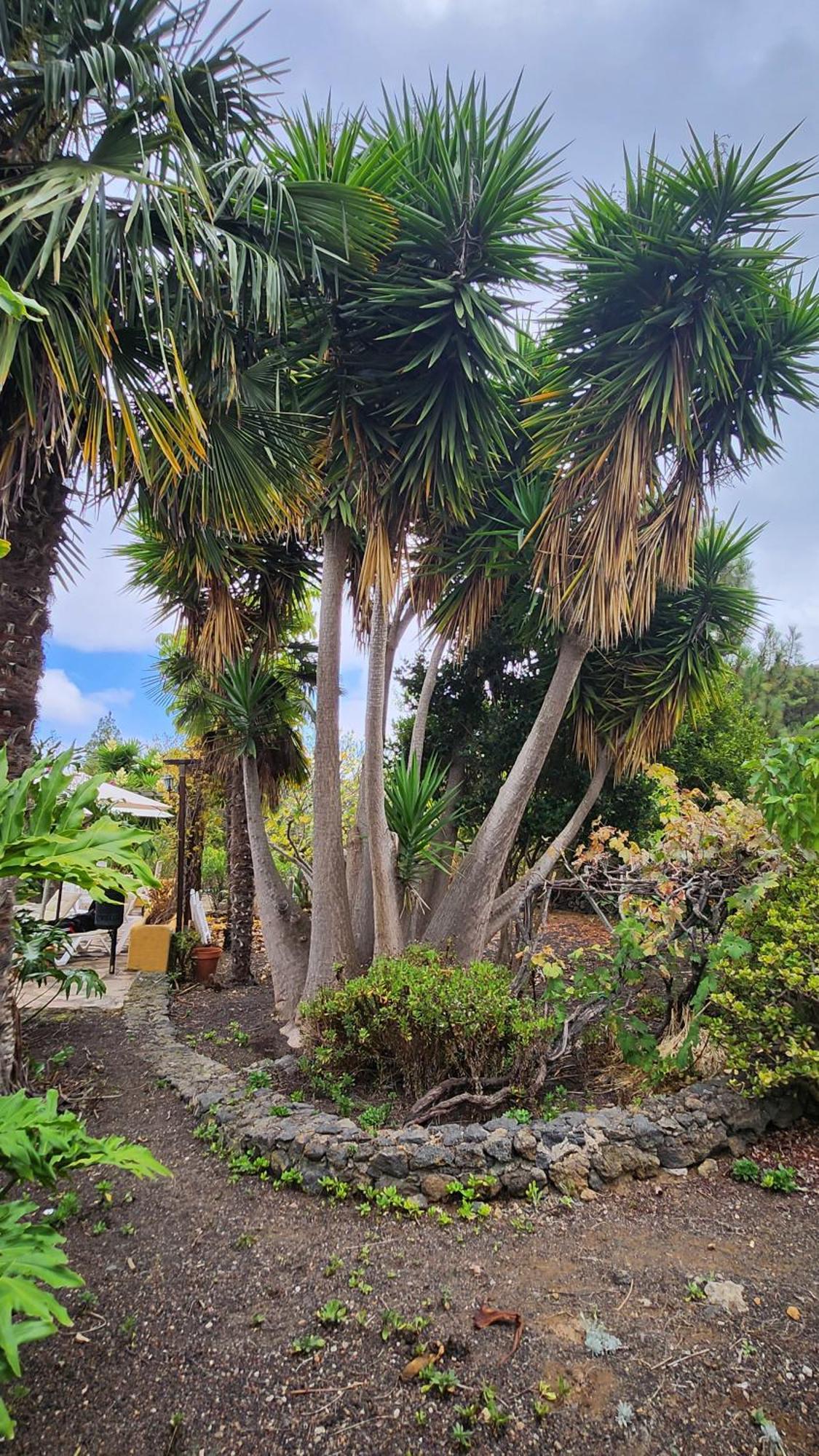 فيلا Oasis Hill Botanical Garden إيكود ذي لوس فينوس المظهر الخارجي الصورة