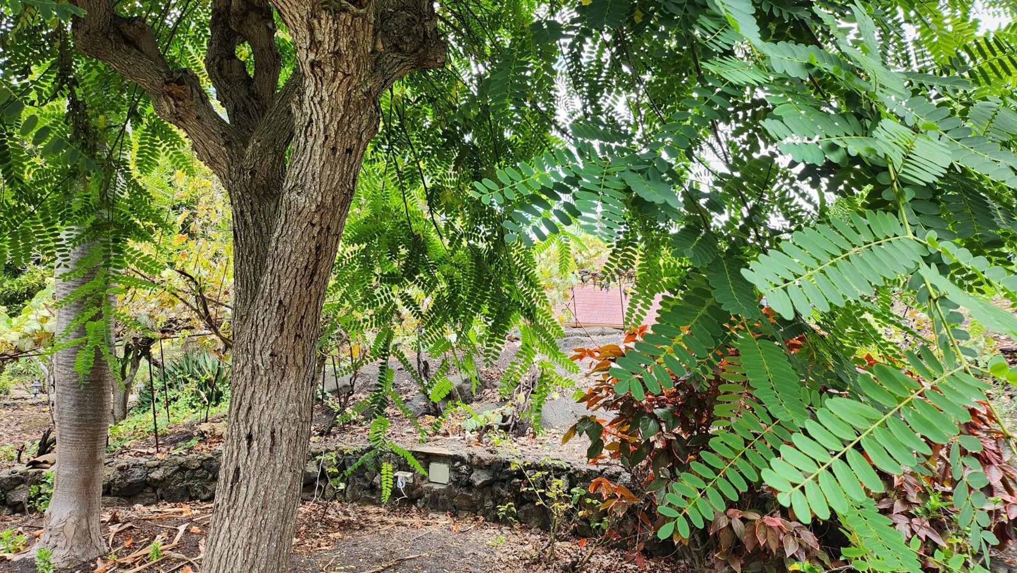 فيلا Oasis Hill Botanical Garden إيكود ذي لوس فينوس المظهر الخارجي الصورة