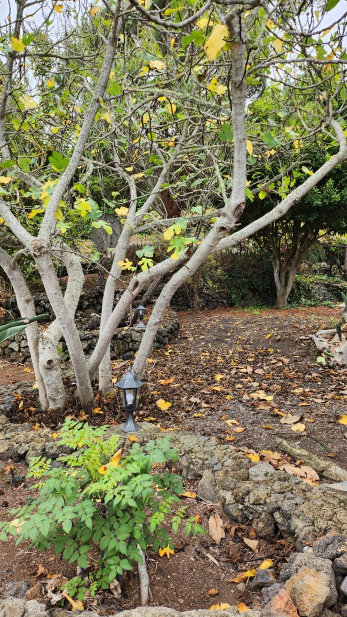 فيلا Oasis Hill Botanical Garden إيكود ذي لوس فينوس المظهر الخارجي الصورة
