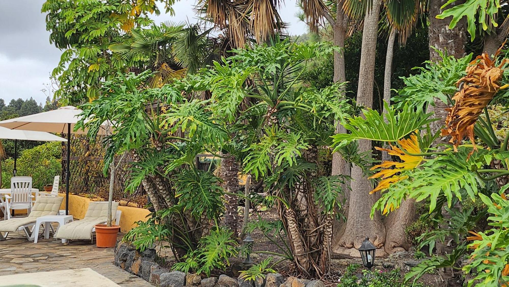 فيلا Oasis Hill Botanical Garden إيكود ذي لوس فينوس المظهر الخارجي الصورة