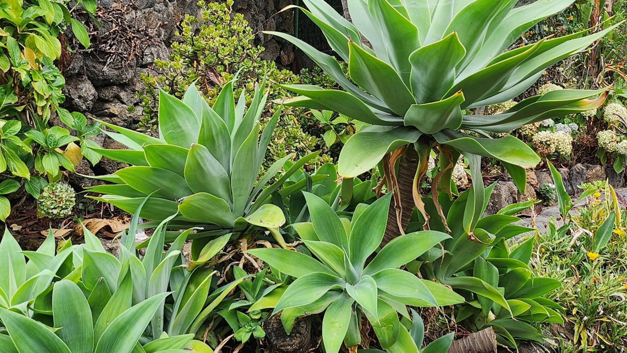 فيلا Oasis Hill Botanical Garden إيكود ذي لوس فينوس المظهر الخارجي الصورة