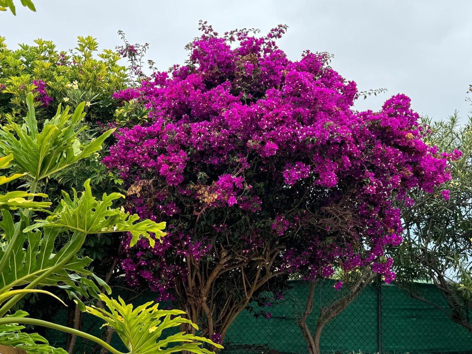 فيلا Oasis Hill Botanical Garden إيكود ذي لوس فينوس المظهر الخارجي الصورة