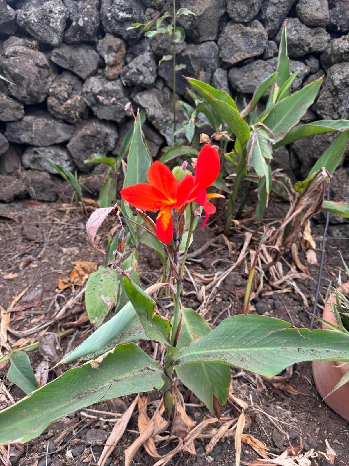 فيلا Oasis Hill Botanical Garden إيكود ذي لوس فينوس المظهر الخارجي الصورة